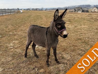 A young donkey standing in a field with a sold tag on the image.