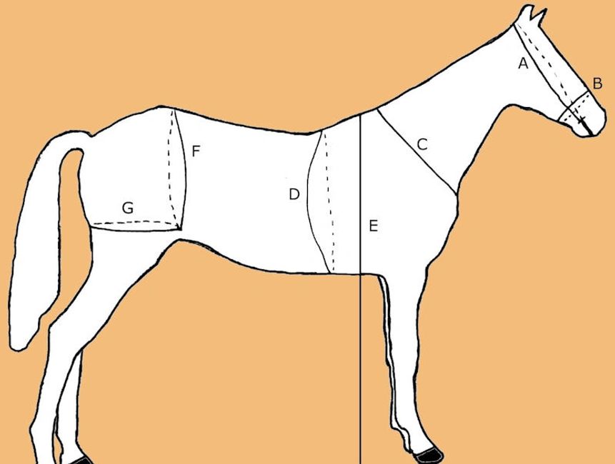 Harness Measurement Sunrise Pony Farm