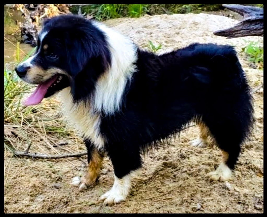 Doc is a phenominal stud dog. Hes perfectly marked, beautiful coat, has bone to die for, fluid movem