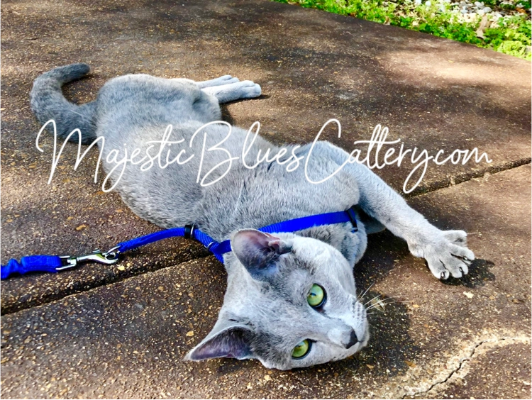 King enjoying the sun with those emerald green Russian Blue eyes