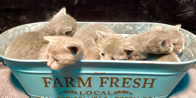 Russian Blue Kitten for sale