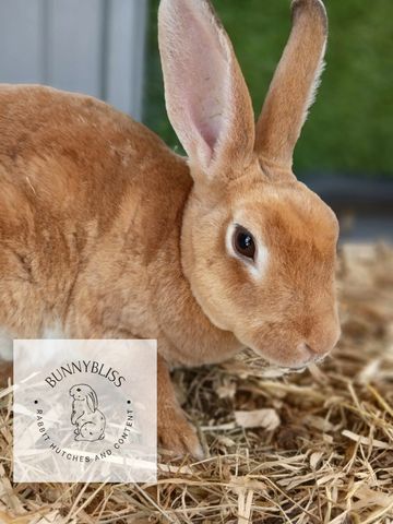 Light brown rabbit with tall ears on straw.
