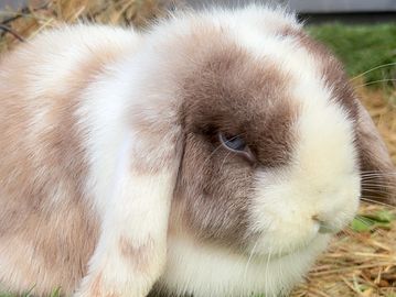 PEBBLES - THE MATRIARCH
