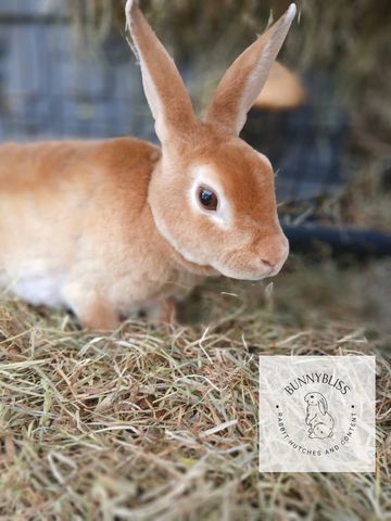 Close-up of a brown rabbit on hay.