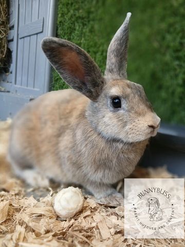 Cute brown rabbit with large ears sitting on wood shavings.