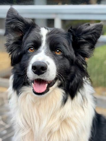 With a host of duties here at Bunny bliss, Maverick is always busy, as a trained trials dog he has t