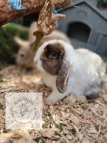A white and brown lop-eared rabbit on wood shavings.