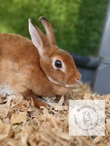 Close-up of a brown rabbit on wood shavings.