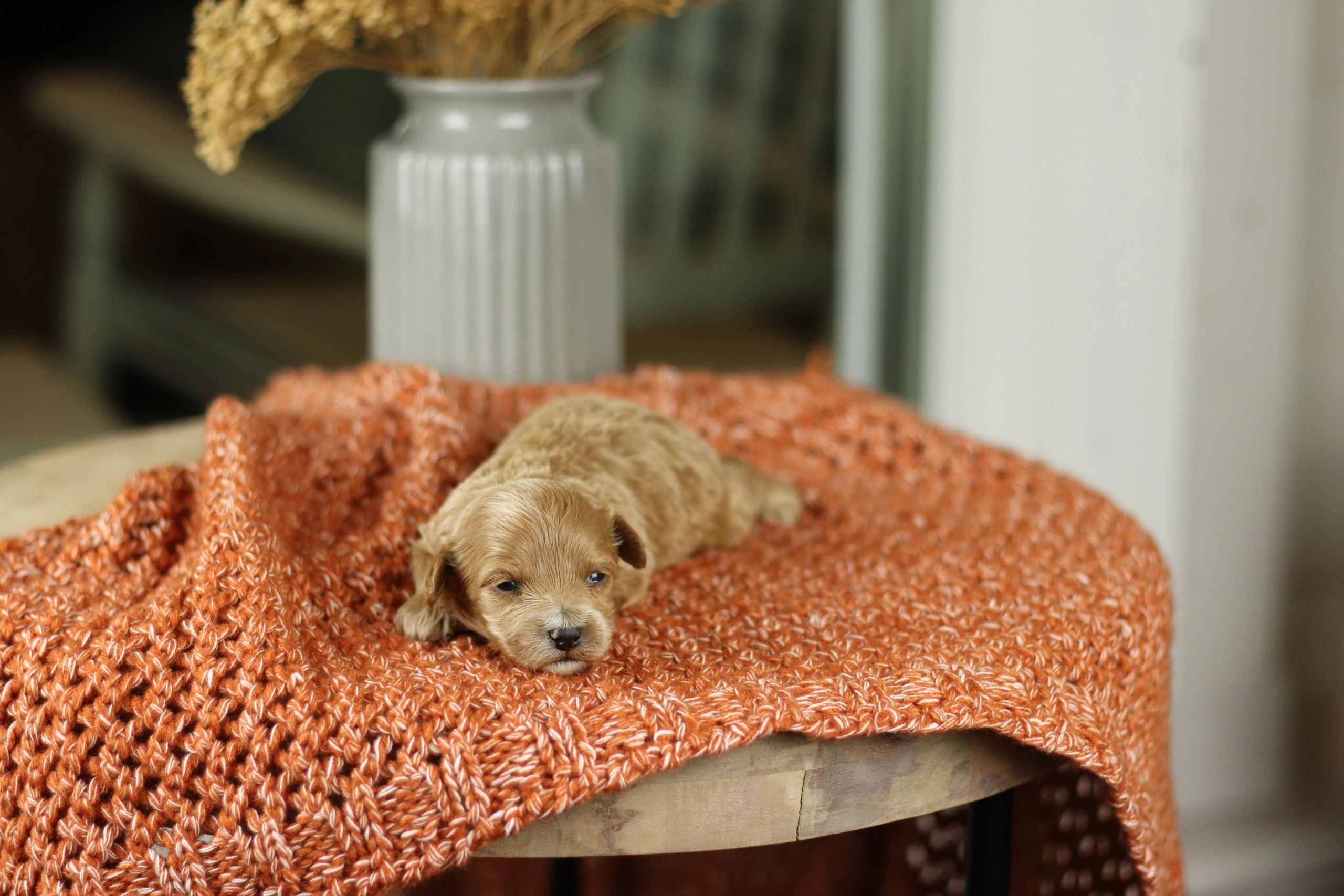 Premier Pups Reviews - 3722e7v