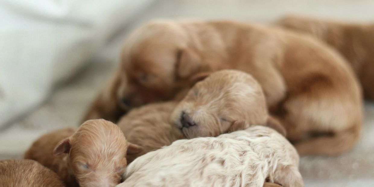 Newborn puppies sleeping closely together.