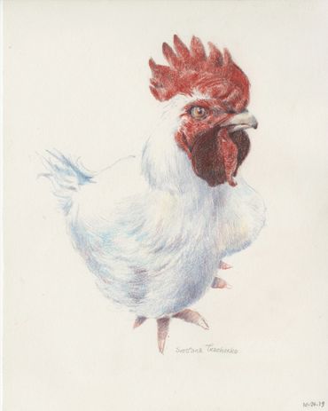 colored pencil broiler chicken vegan art