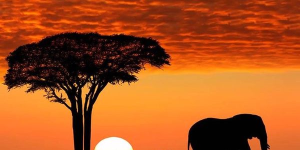 Travelgroup International books Safaris