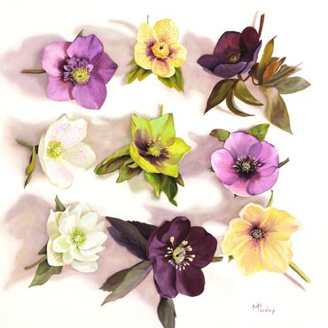 "Hellebores I"