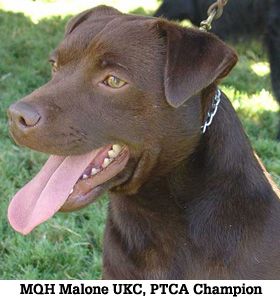 Patterdale terrier kennels hotsell