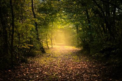 Sunlight filters through a forest path covered in fallen leaves.