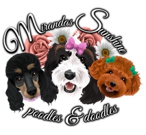 Miranda's Sunshine Poodles and Doodles