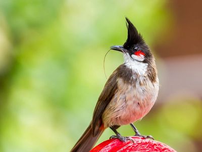 A red-whiskered bulbul perched on a red surface with a blurred green background.