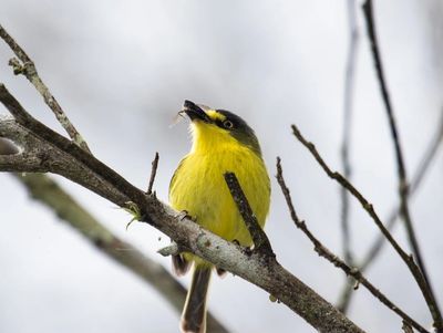 Yellow bird perched on a branch with an insect in its beak.