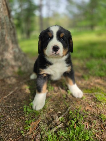 Adorable Bernese Mountain Dog puppy sitting outdoors on grass.