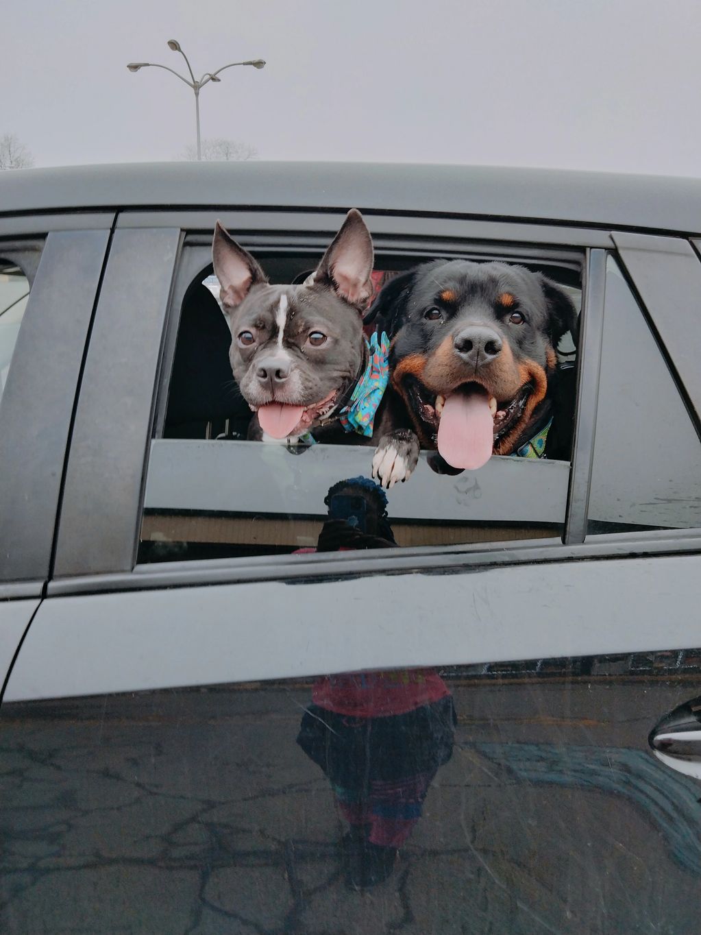 Loki and Bowser sitting in the car window smiling
