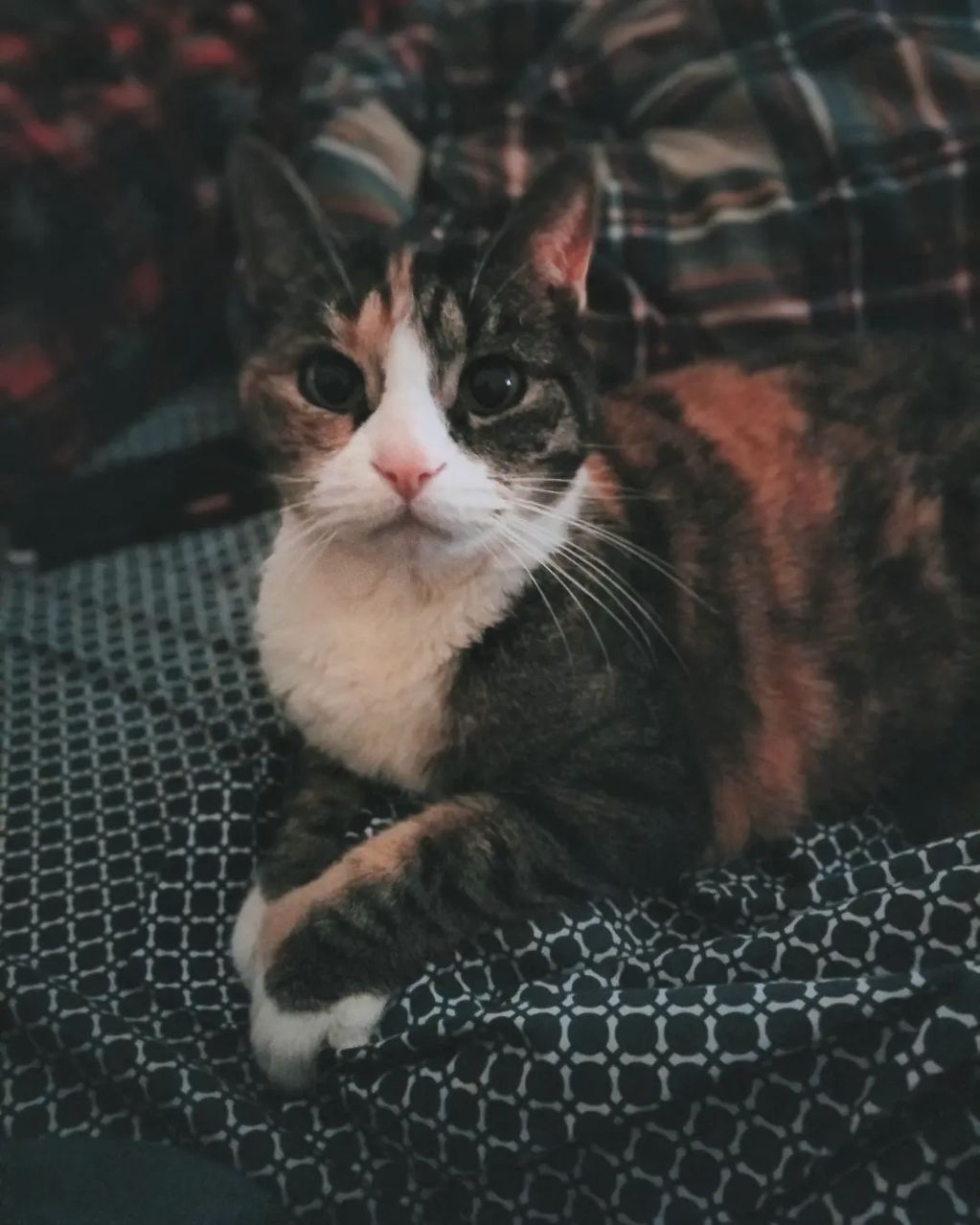 Muffin the calico cat 