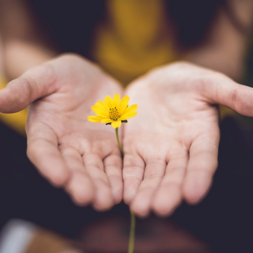 Two hands bringing forward a yellow wild flower