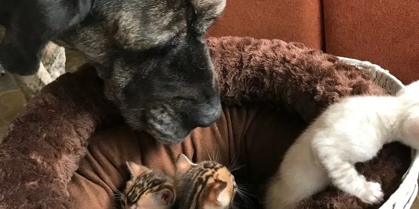 Golden brown bengals and silver bengals and snow bengals available, minx and lynx snows for sale.