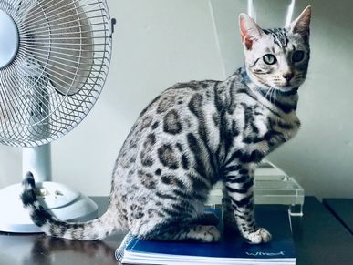 Georgous silver bengal cats for sale in Los Angeles
