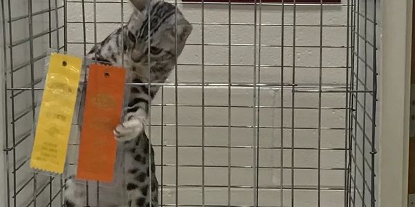 Bengal cat shop. Bengal cats for sale. These cats shown by Exotic Bengals of Los Angeles.