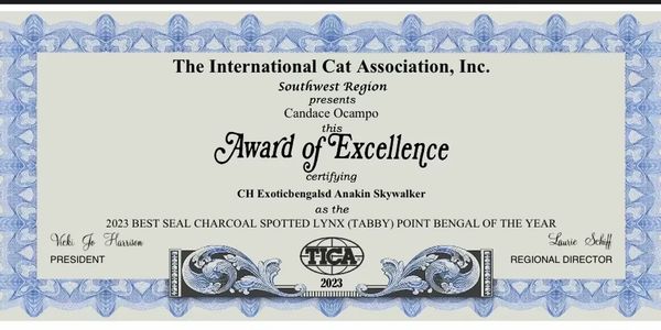 Purebred award winning show quality Bengal kittens for sale in Los ANgeles, California and Bengal ca