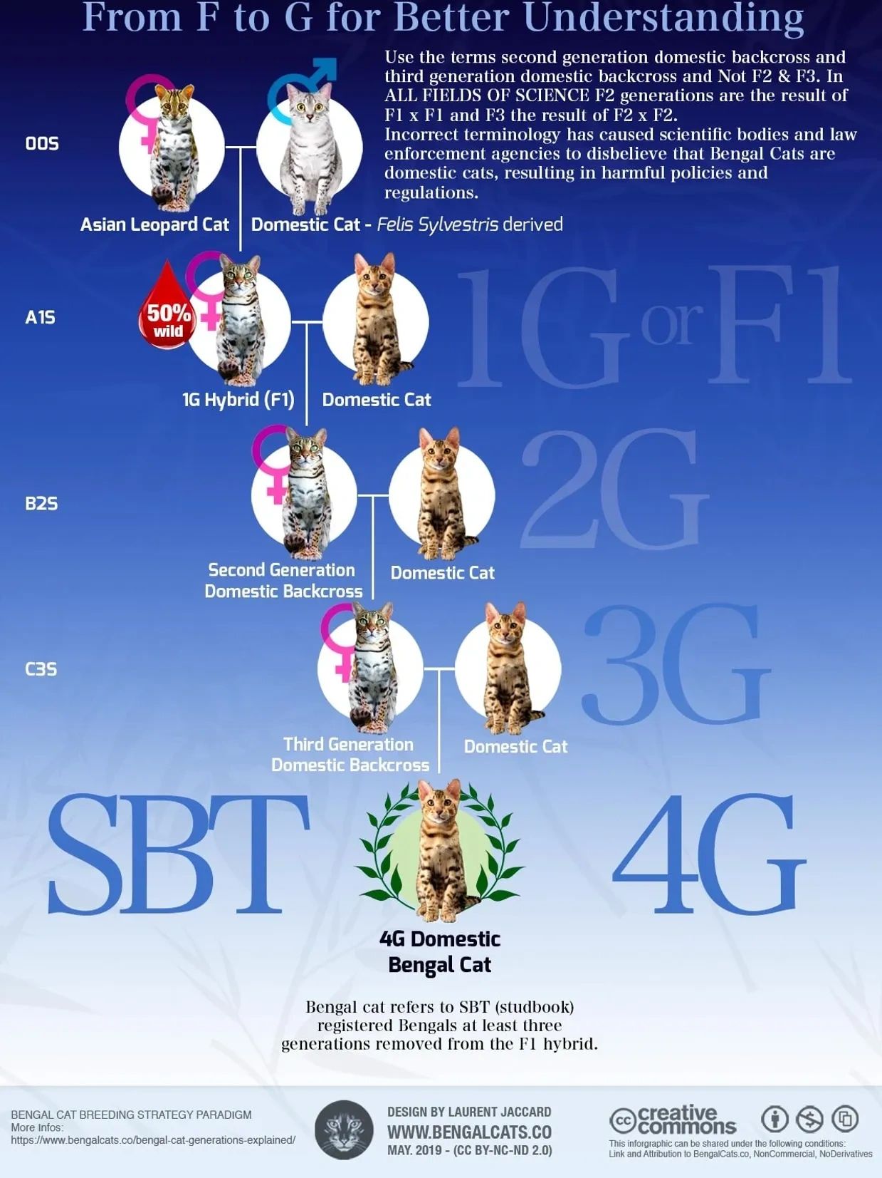 Purebred Bengals from Exotic Bengals of Los Angeles are SBT. We focus on Bengals that make great pet