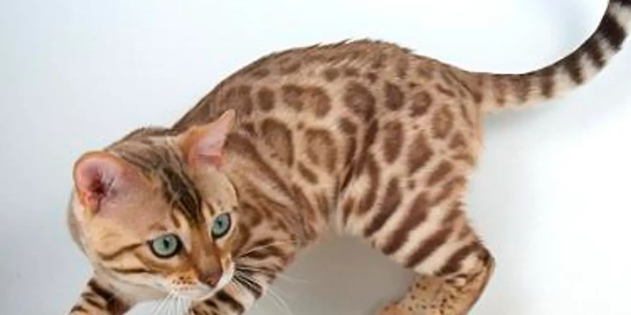 Bengal cat shop. Bengal cats for sale. These cats shown by Exotic Bengals of Los Angeles.