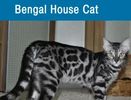 Exotic Bengals of Los Angeles requires owners to vaccinate and keep their Bengal kittens healthy.