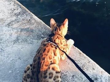 Bengal adventure. This Bengal kitten was for sale by Exotic Bengals of Los Angeles.