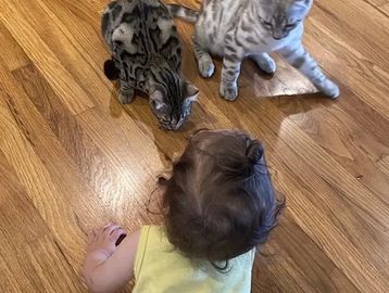 Bengal cat shop. Bengal cats for sale. This charcoal Bengal kitten by Exotic Bengals of Los Angeles.