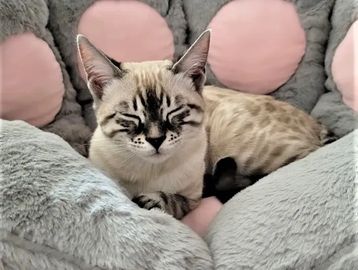 Bengal cat shop. Bengal cats for sale. This charcoal Bengal kitten by Exotic Bengals of Los Angeles.