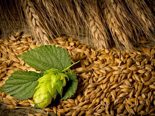 Image of dried wheat grains and a fresh hop