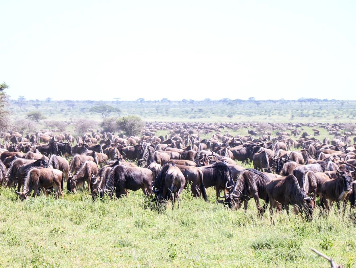 6 Days Serengeti Migration Safari