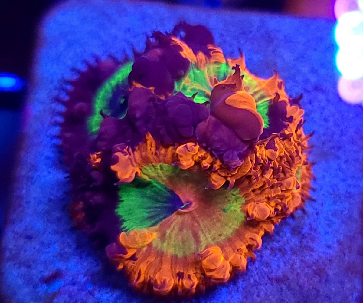 RD Panty Dropper Blasto