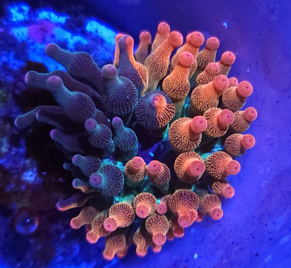 ECC Nexus Burst Bubble Tip Anemone
