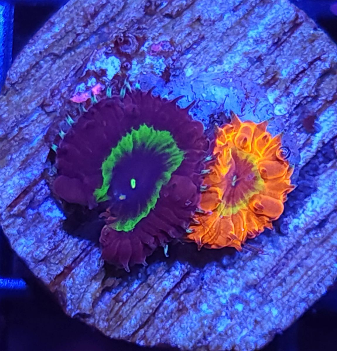 RD Panty Dropper Blasto WYSIWYG