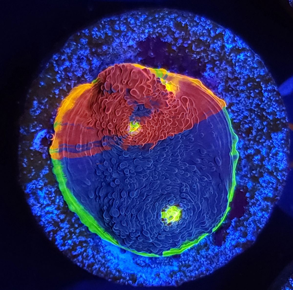 WWC Jelly Bean Rainbow Chalice