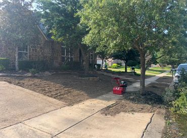 Zoysia sod installation in process