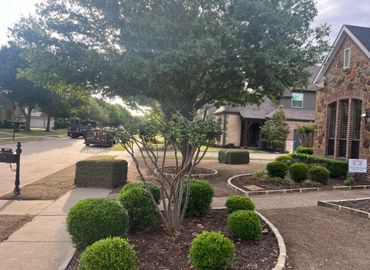 Zoysia sod installation in process