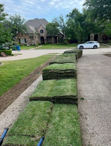 Zoysia sod 