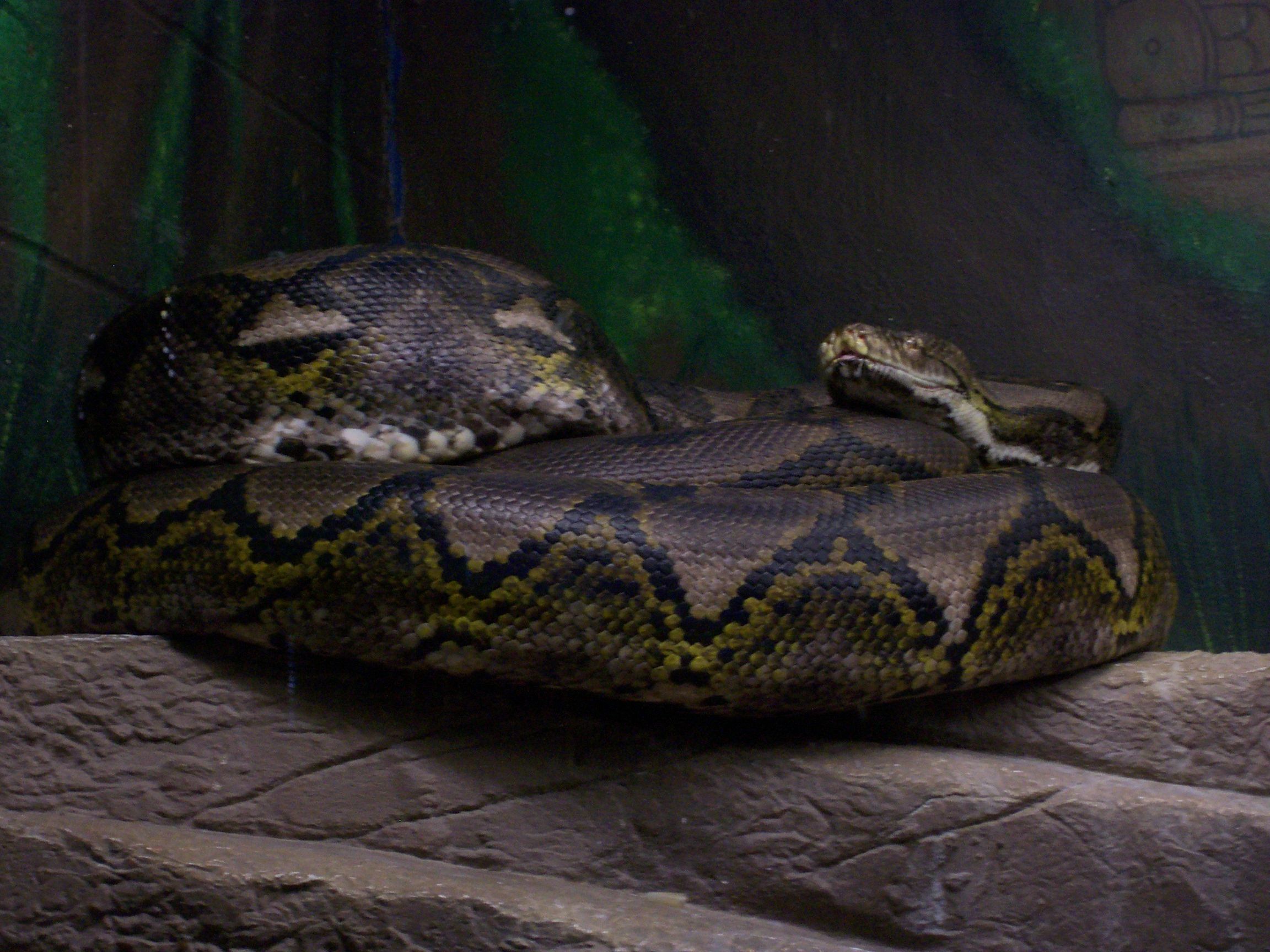 Constrictor.JPG