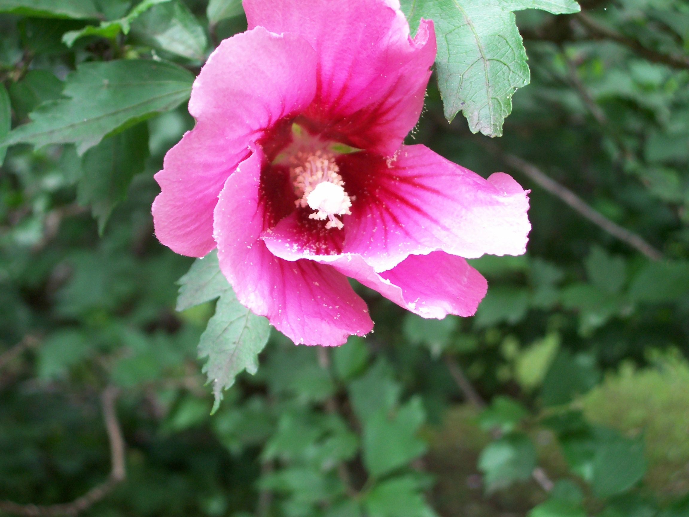 Flower.JPG