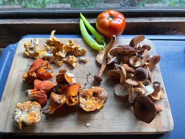 Fresh foraged mushrooms farm to table