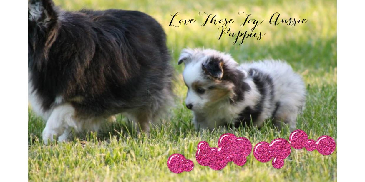 Elle Mae is a double blue eyed tri toy australian shepehrd who is shown with her puppy