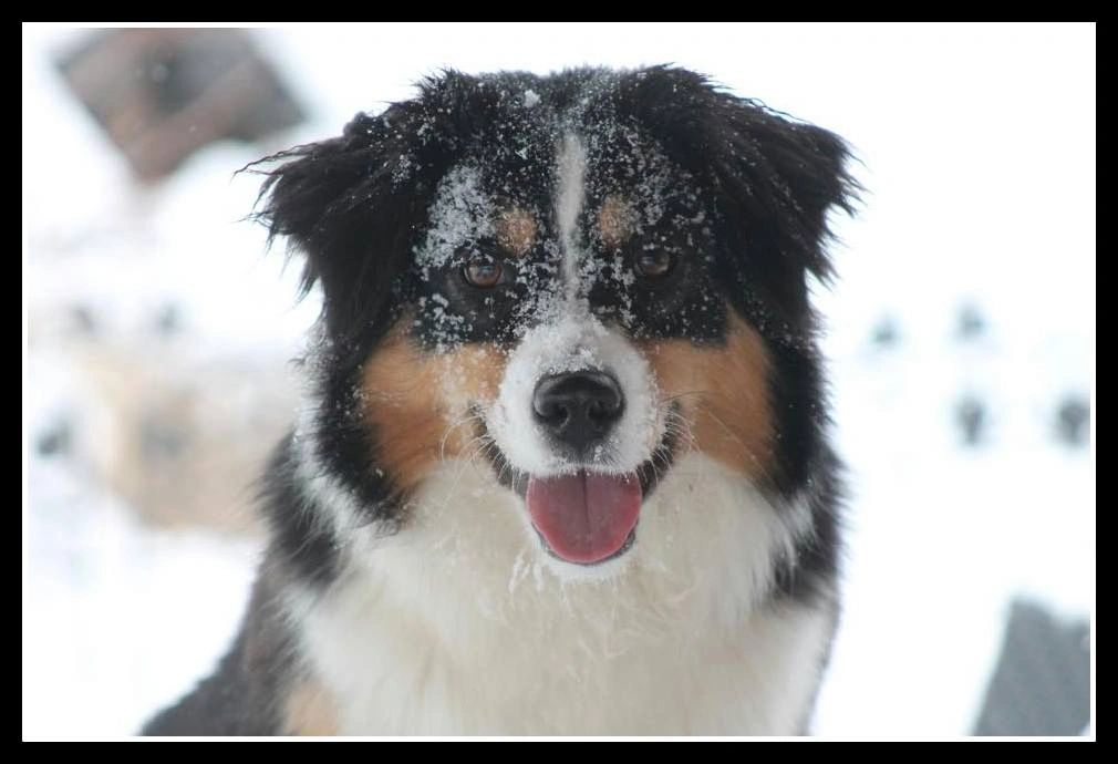 Are Miniature Australian Shepherds Recognized By Akc